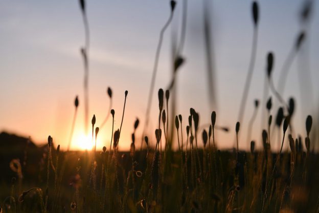 ケシの実と夕日